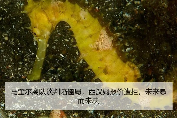 马奎尔离队谈判陷僵局，西汉姆报价遭拒，未来悬而未决